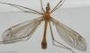 Tipula sp.